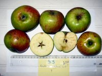 Détermination de la variété par les fruits.